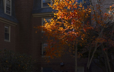 An image of a fall tree in front of a university building on Brown's campus